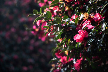 Blooming Camellia flowers of Jeju Island, Korea
