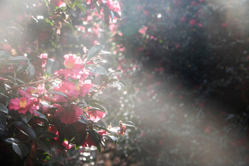 Blooming Camellia flowers of Jeju Island, Korea
