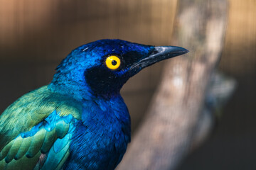 Purple Glossy Starling Close Up Portrait