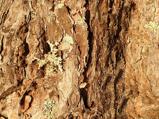 Pine tree bark background with moss