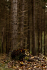 Immersive view of tree trunks with dark brown basks in a forest of conifers with fallen branches on the ground and greenish forest in the background