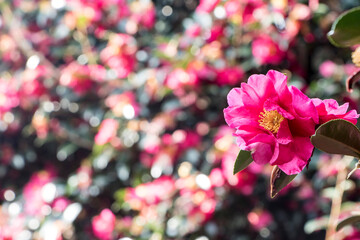 Blooming Camellia flowers of Jeju Island, Korea
