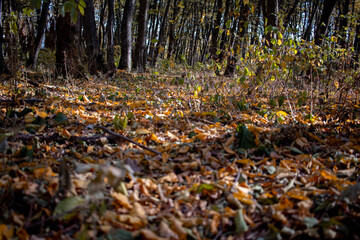 Fallen leaves in the autumn forest