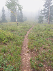 misty forest path through the woods