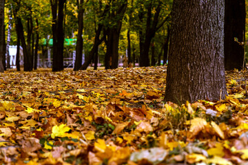autumn in the park