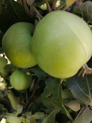 green coconut on tree
Яблоки наливные