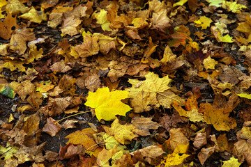autumn leaves on the ground