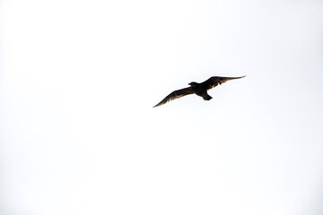 seagull over sea  in  Jeju Island, Korea
