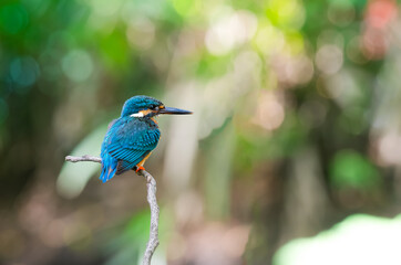 
common little kingfisher It is a bird that can be found in water bodies throughout Asia and Europe. They are small in size and like to catch shrimp and small fish as food. colorful