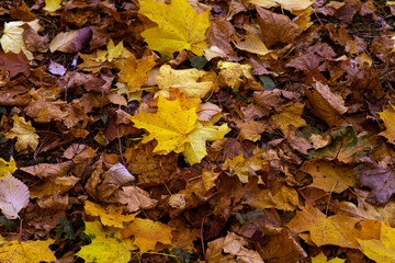 autumn leaves on the ground