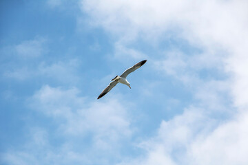 Seagull flying in the blue sky
