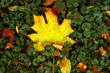 leaves in autumn