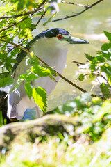 Close Up Black Crowned Night Heron Hiding in the Undergrowth on a Riverbank