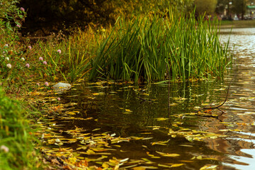 grass and water