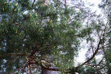 Pine tree branches in the park or forest. Concept of environment.