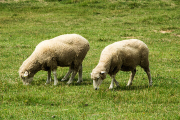 Obraz na płótnie Canvas Herd sheep on a beautiful green meadow 