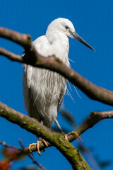 Little Egret Standing in a Tree