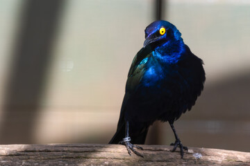 Purple Glossy Starling Standing on a Branch
