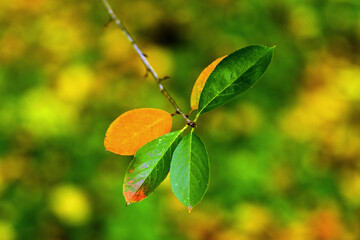 green leaves on a tree