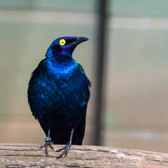 Purple Glossy Starling Standing on a Branch