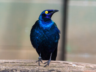 Purple Glossy Starling Standing on a Branch