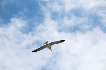 Seagull flying in the blue sky

