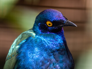Purple Glossy Starling Close Up Portrait