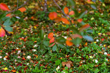 orange tree in autumn