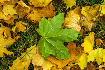 autumn leaves on the ground