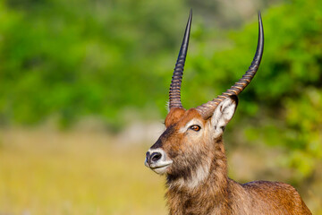 Waterbuck in Lake Mburo National Park, Uganda