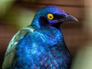 Obraz premium Purple Glossy Starling Close Up Portrait