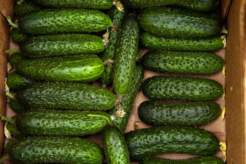 cucumbers in a box