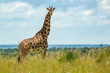 Giraffe in Murchison Falls National Park