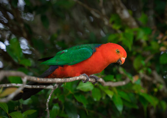 Australian King Parrot