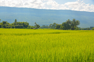 The rice paddy field in Thailand