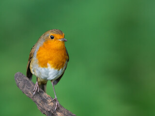 Robin Red Breast Perched on a Broken Tree Branch