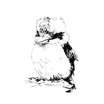 Hand drawn pen drawing of a kookaburra bird sitting on a branch
