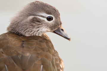 Female Mandarin Duck Close Up Side Profile