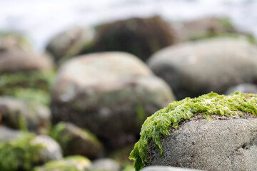 green seaweeds on the rocks
