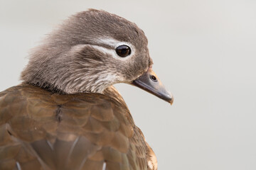 Female Mandarin Duck Close Up Side Profile