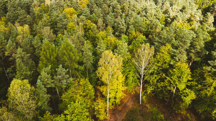 Fototapeta premium forest dron