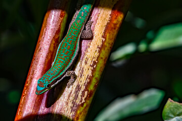Die wunderschöne und farbenfrohe Echse ist ein Taggecko, der auf der tropischen Insel Mauritius...