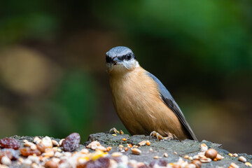 Busy Nuthatch Selecting Food to Store for the Winter