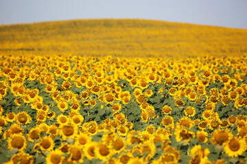 Hill of Sunflowers