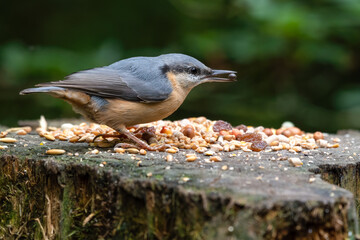 Busy Nuthatch Selecting Food to Store for the Winter