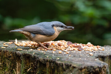 Busy Nuthatch Selecting Food to Store for the Winter
