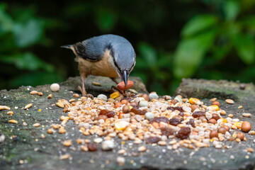 Busy Nuthatch Selecting Food to Store for the Winter