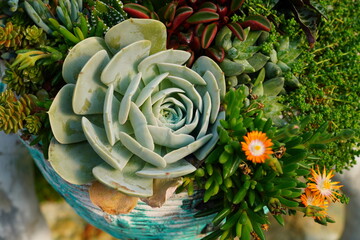 Arrangement of green rosettes of succulent plants in a container