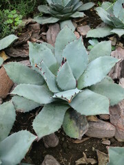 露地植えのアガベ雷神