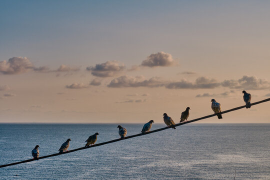 Rankdraht Bilder Durchsuchen 638 Archivfotos, und